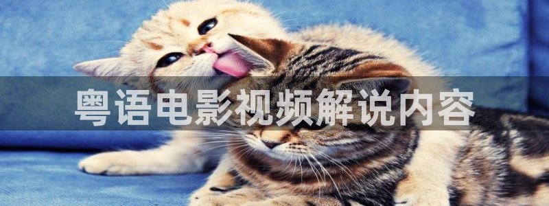 奇优影院在线观看免费：粤语电影视频解说内容